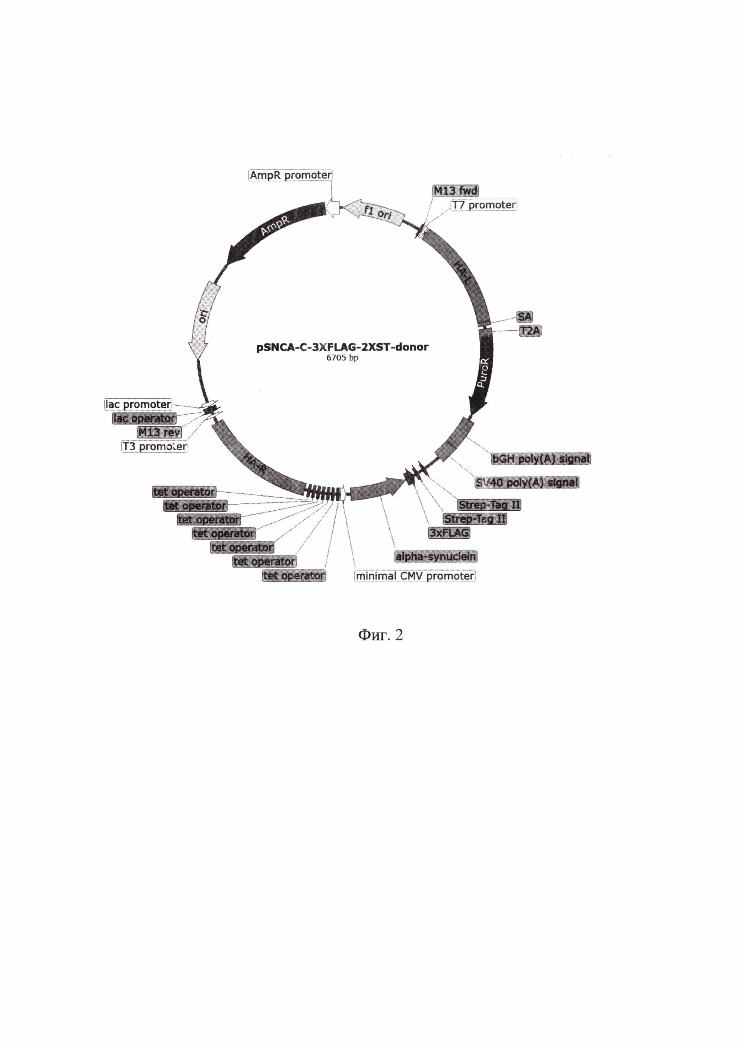 Рекомбинантная плазмидная ДНК pSNCA-C-3XFLAG-2XST-donor, обеспечивающая стабильную доксициклин-управляемую экспрессию химерного белка альфа-синуклеина в культурах клеток человека