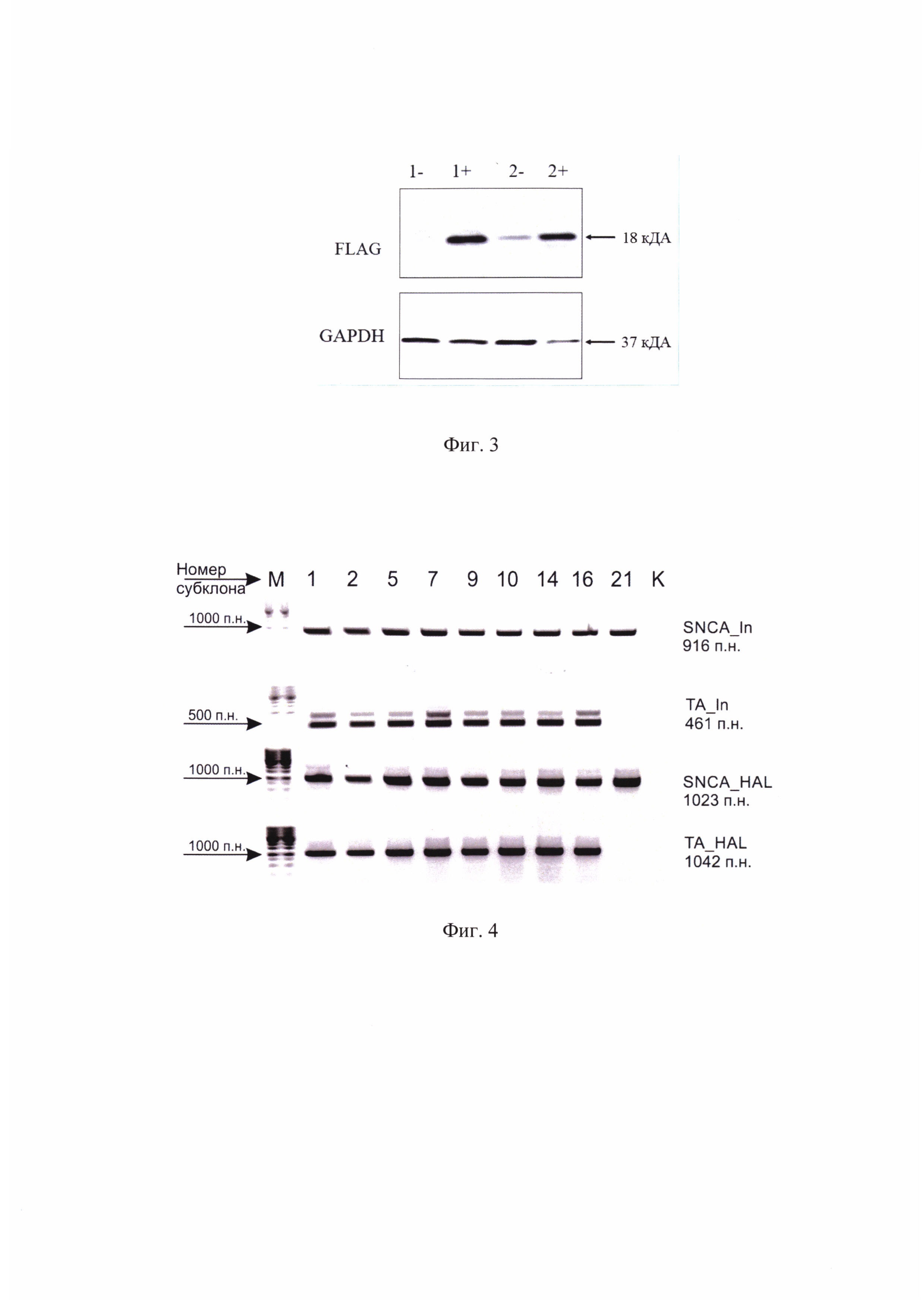 Рекомбинантная плазмидная ДНК pSNCA-C-3XFLAG-2XST-donor, обеспечивающая стабильную доксициклин-управляемую экспрессию химерного белка альфа-синуклеина в культурах клеток человека