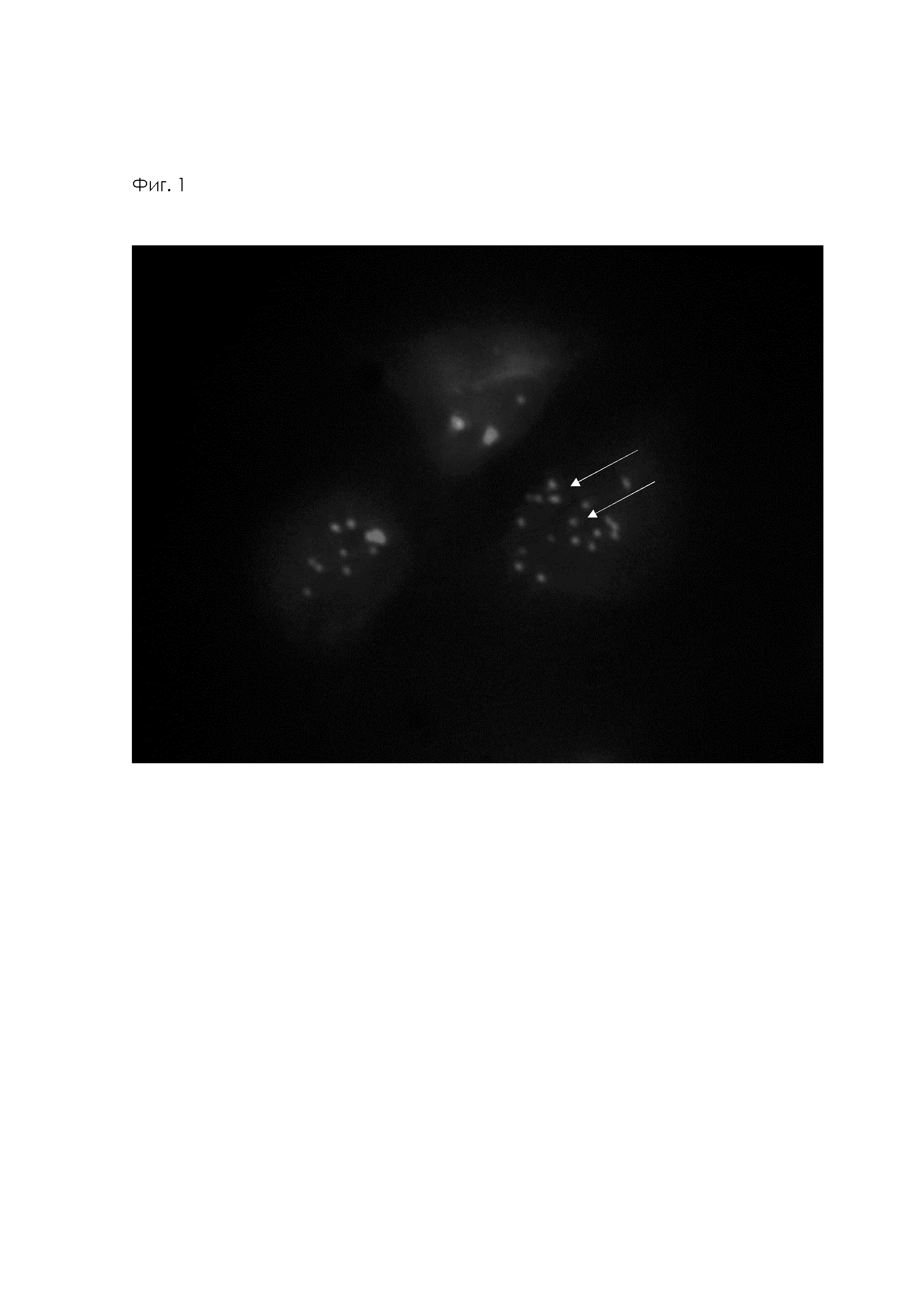 Мышиная гибридома SI-CLP, клон 3D4 - продуцент моноклонального антитела, обладающего специфичностью к белку SI-CLP