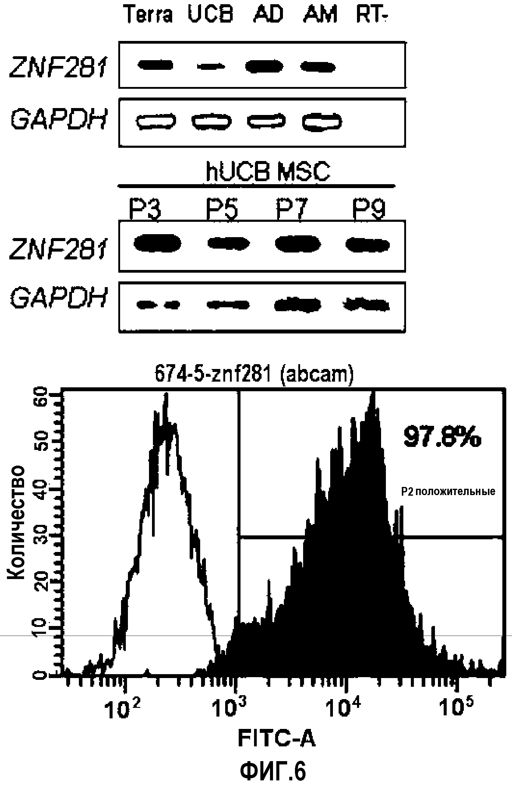 СПОСОБ ВЫДЕЛЕНИЯ ПРОИСХОДЯЩИХ ИЗ ПУПОВИННОЙ КРОВИ ПЛЮРИПОТЕНТНЫХ СТВОЛОВЫХ КЛЕТОК, ЭКСПРЕССИРУЮЩИХ ZNF281