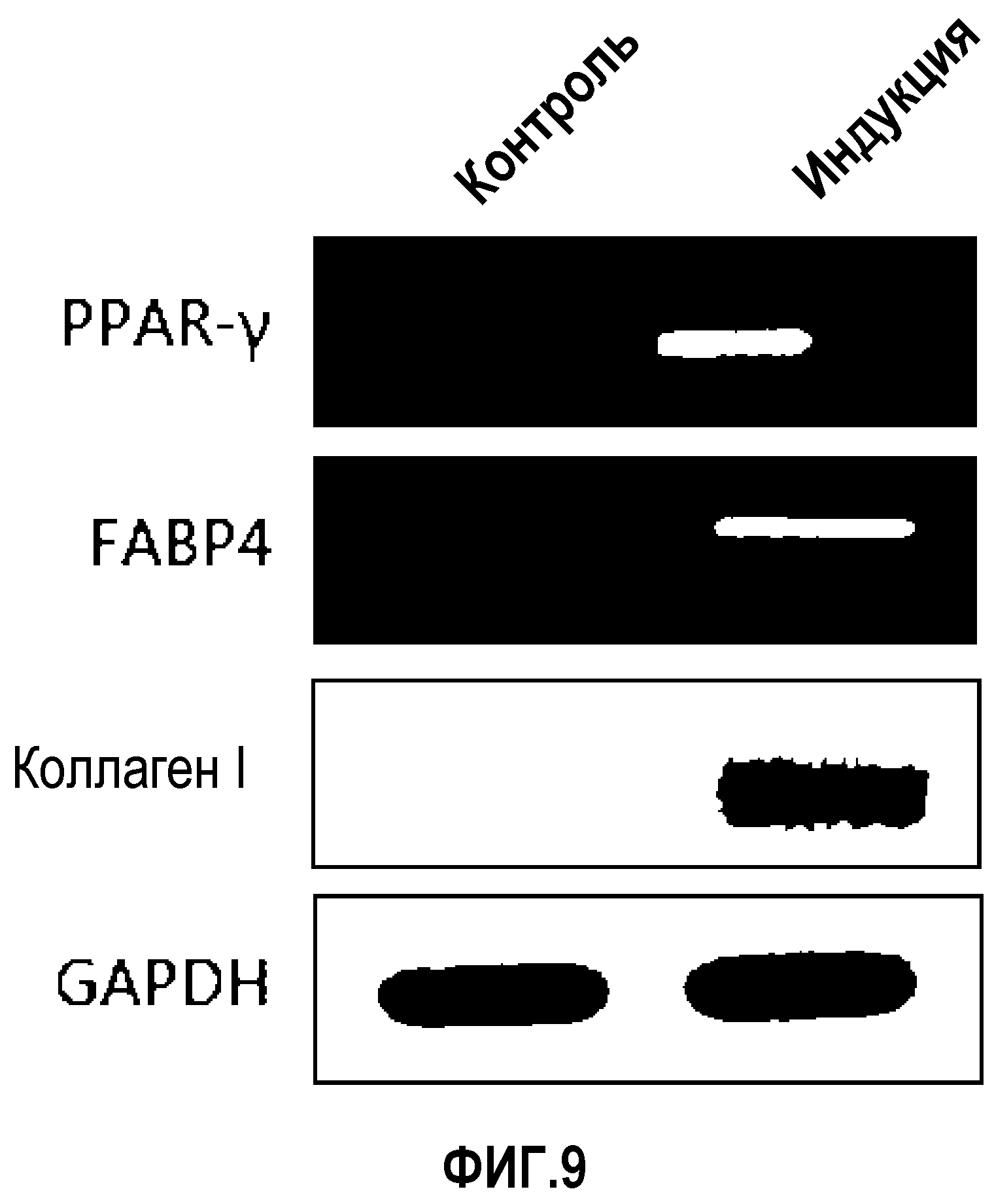 СПОСОБ ВЫДЕЛЕНИЯ ПРОИСХОДЯЩИХ ИЗ ПУПОВИННОЙ КРОВИ ПЛЮРИПОТЕНТНЫХ СТВОЛОВЫХ КЛЕТОК, ЭКСПРЕССИРУЮЩИХ ZNF281