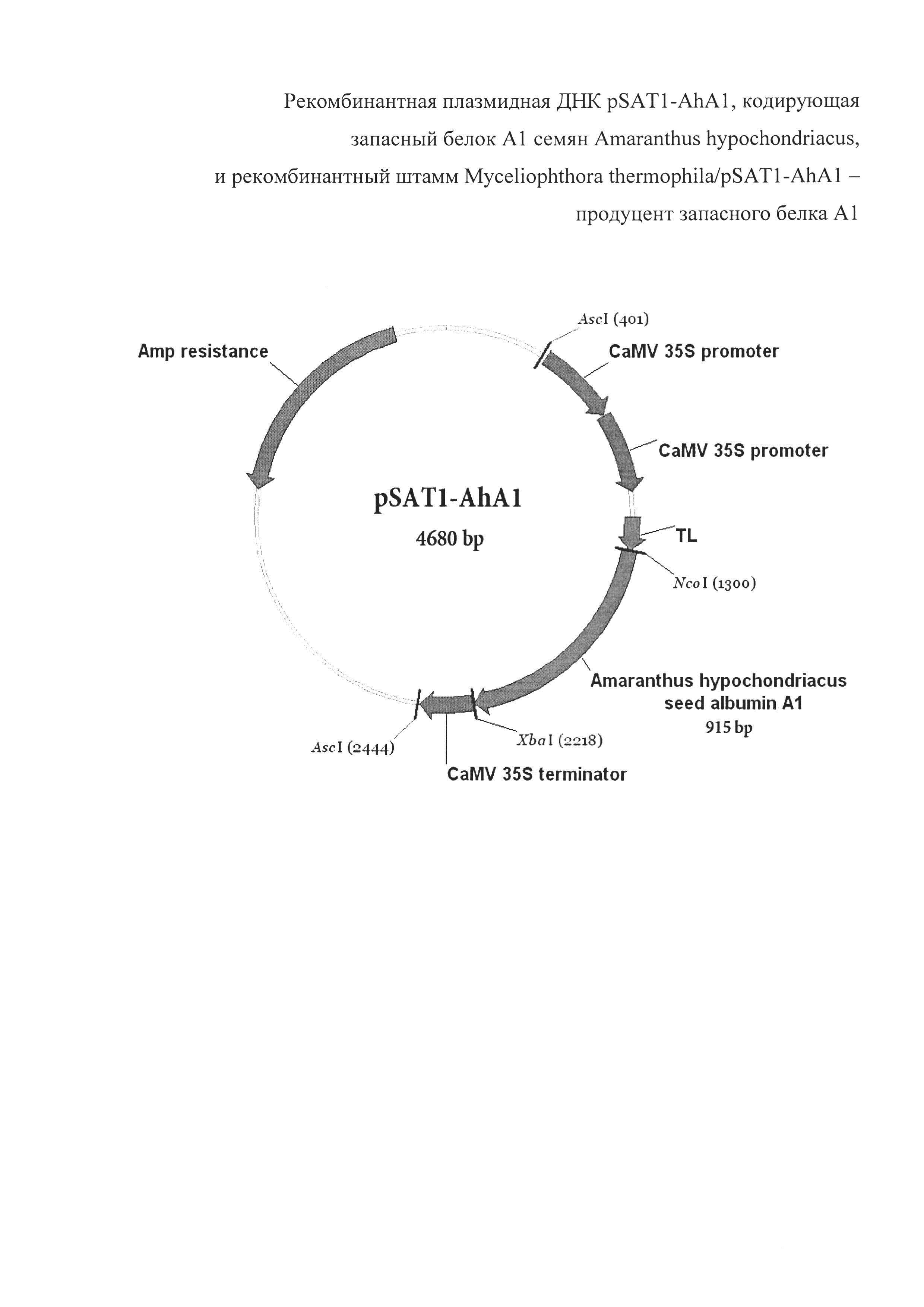Рекомбинантная плазмидная ДНК pSAT1-AhA1, кодирующая запасный белок А1 семян Amaranthus hypochondriacus, и рекомбинантный штамм Myceliophthora thermophila/pSAT1-AhA1 - продуцент запасного белка А1