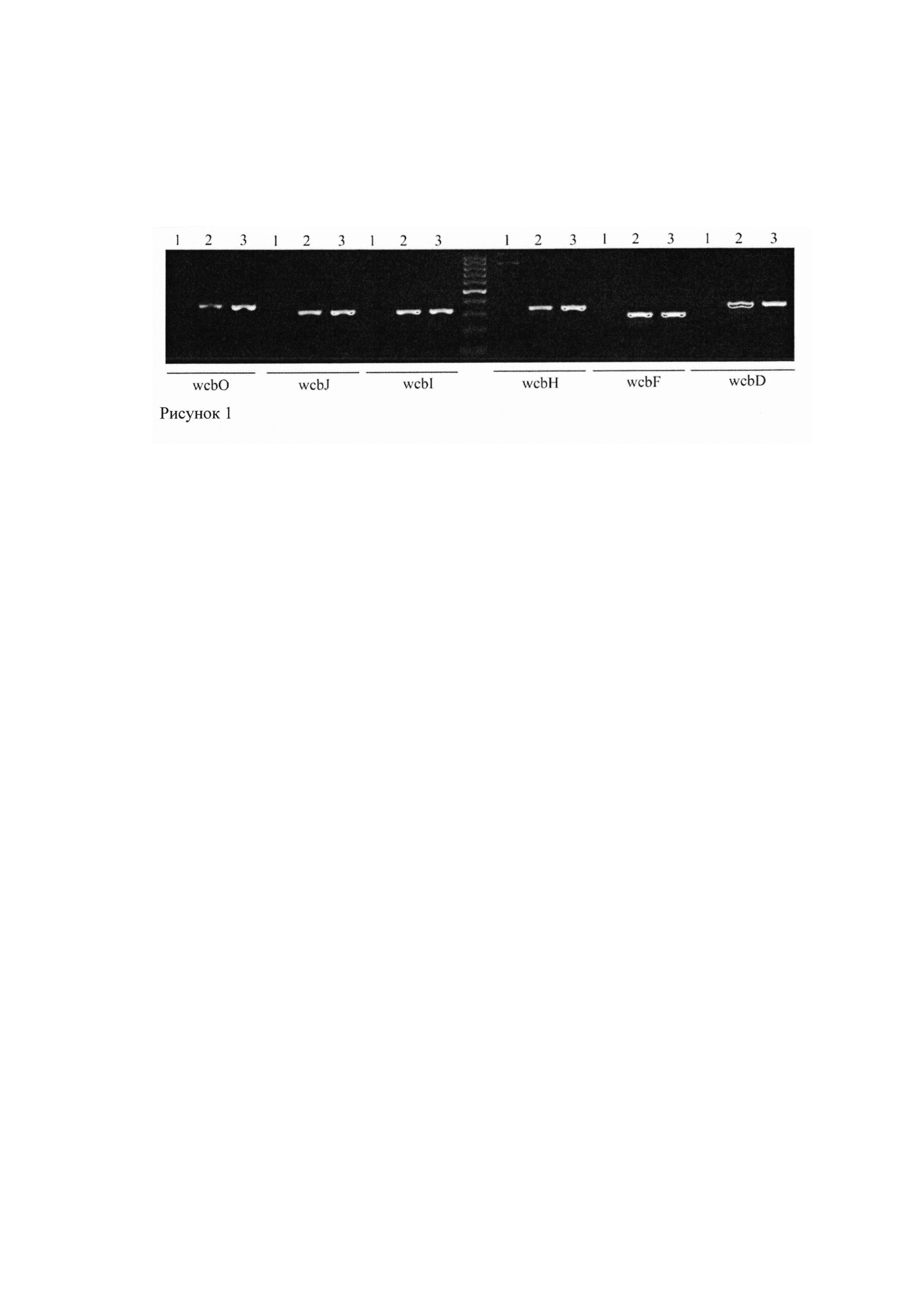 Набор олигонуклеотидных праймеров для выявления вариантных штаммов Burkholderia thailandensis, содержащих кластер генов биосинтеза капсульного полисахарида, высоко гомологичный Burkholderia pseudomallei