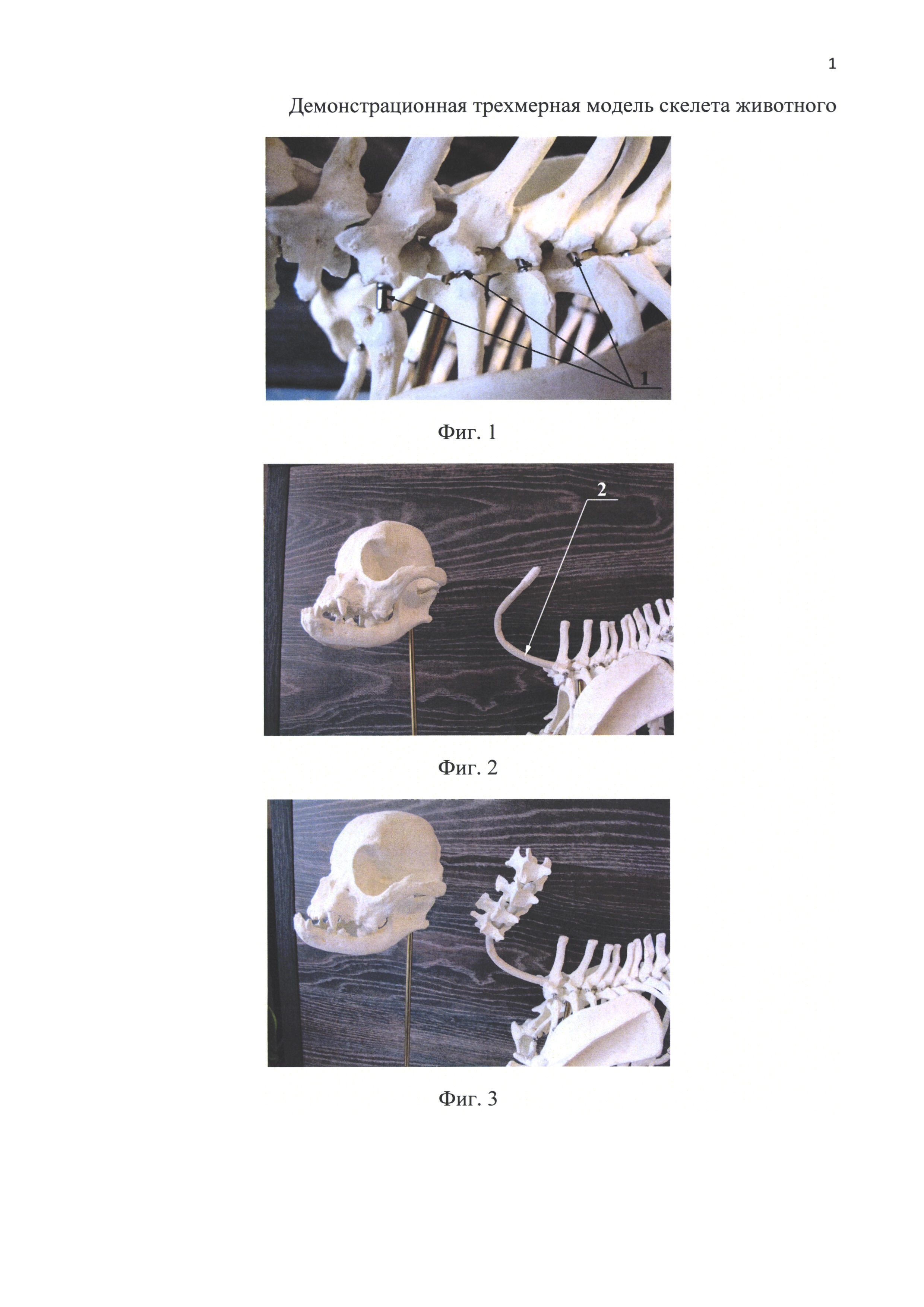 Демонстрационная трехмерная модель скелета животного