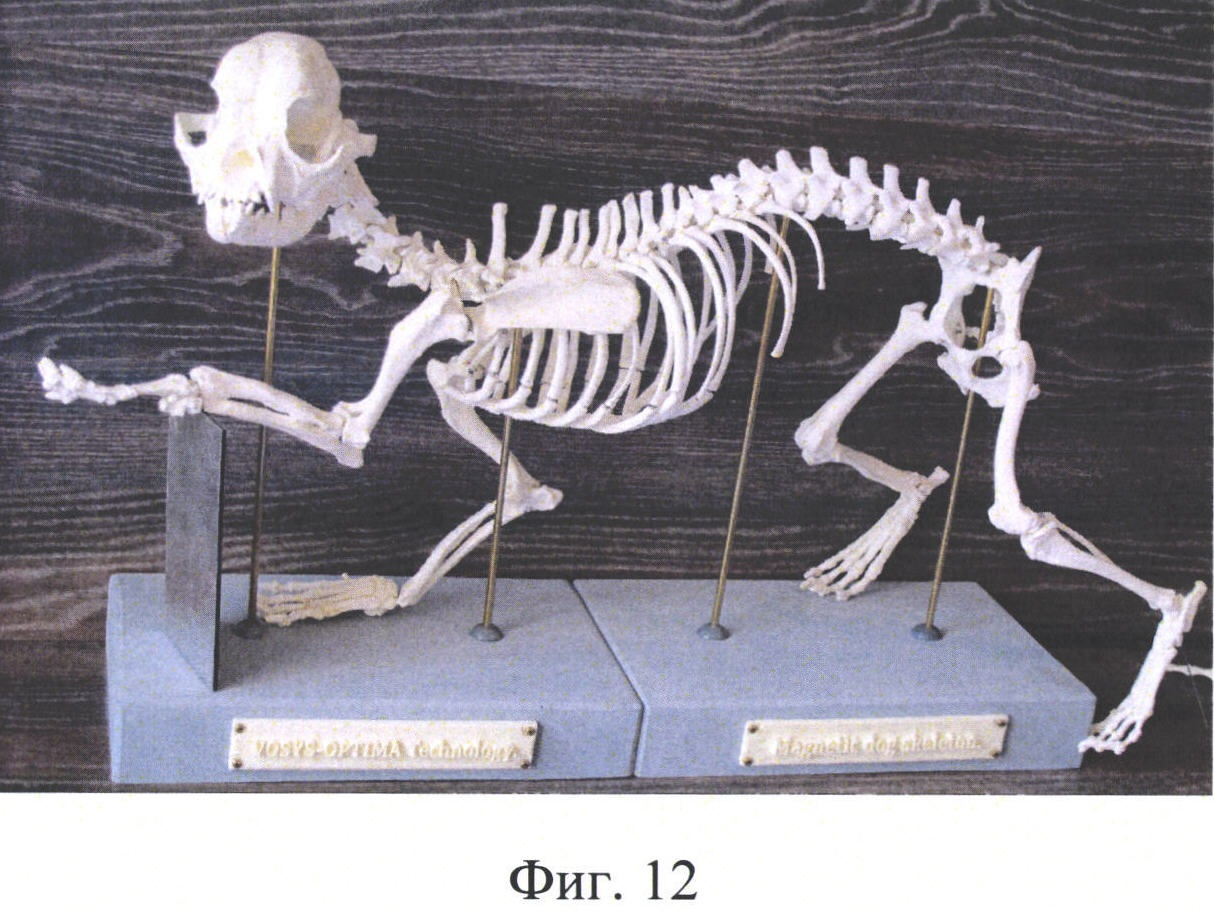 Демонстрационная трехмерная модель скелета животного