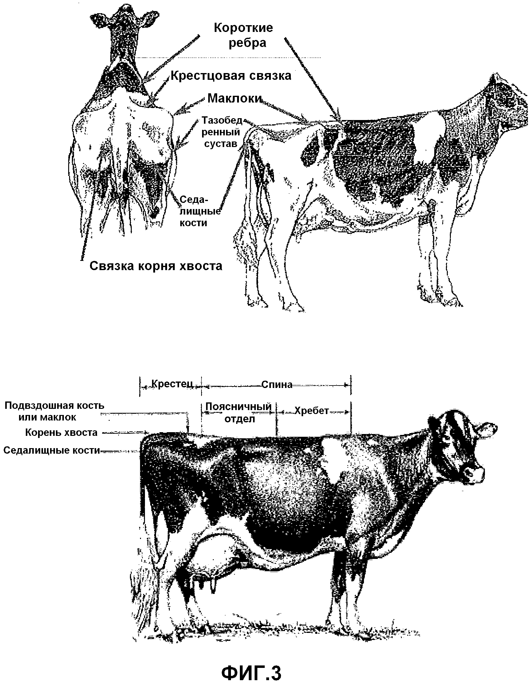 Реферат: Статистико-экономический анализ уровня надоя молока на корову