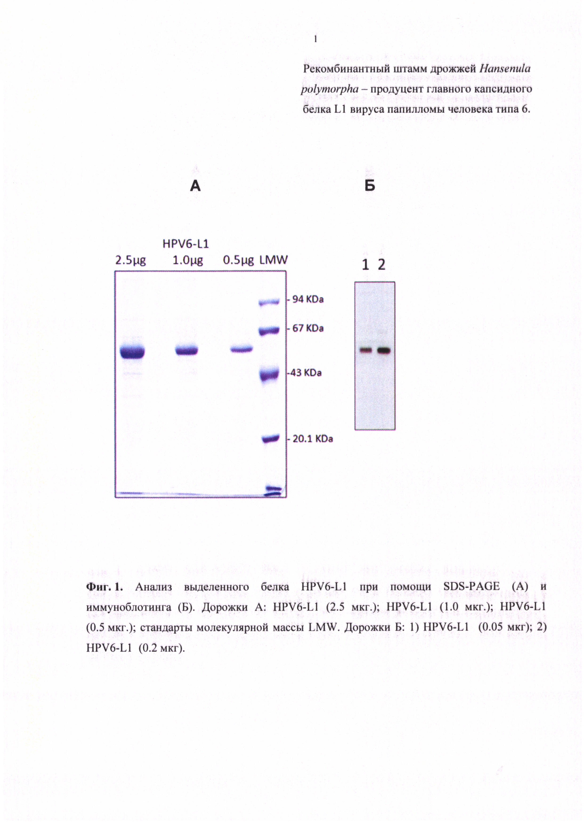Рекомбинантный штамм дрожжей Hansenula polymorpha - продуцент главного капсидного белка L1 вируса папилломы человека типа 6