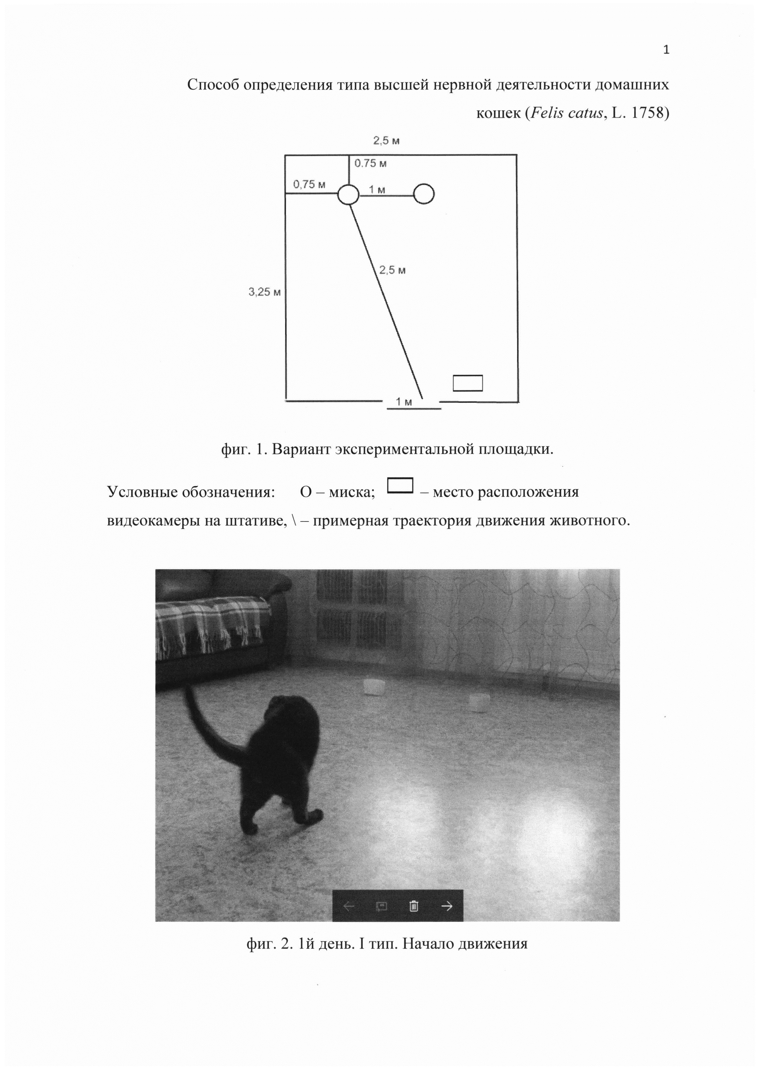 Способ определения типа высшей нервной деятельности домашних кошек (Felis catus, L. 1758)