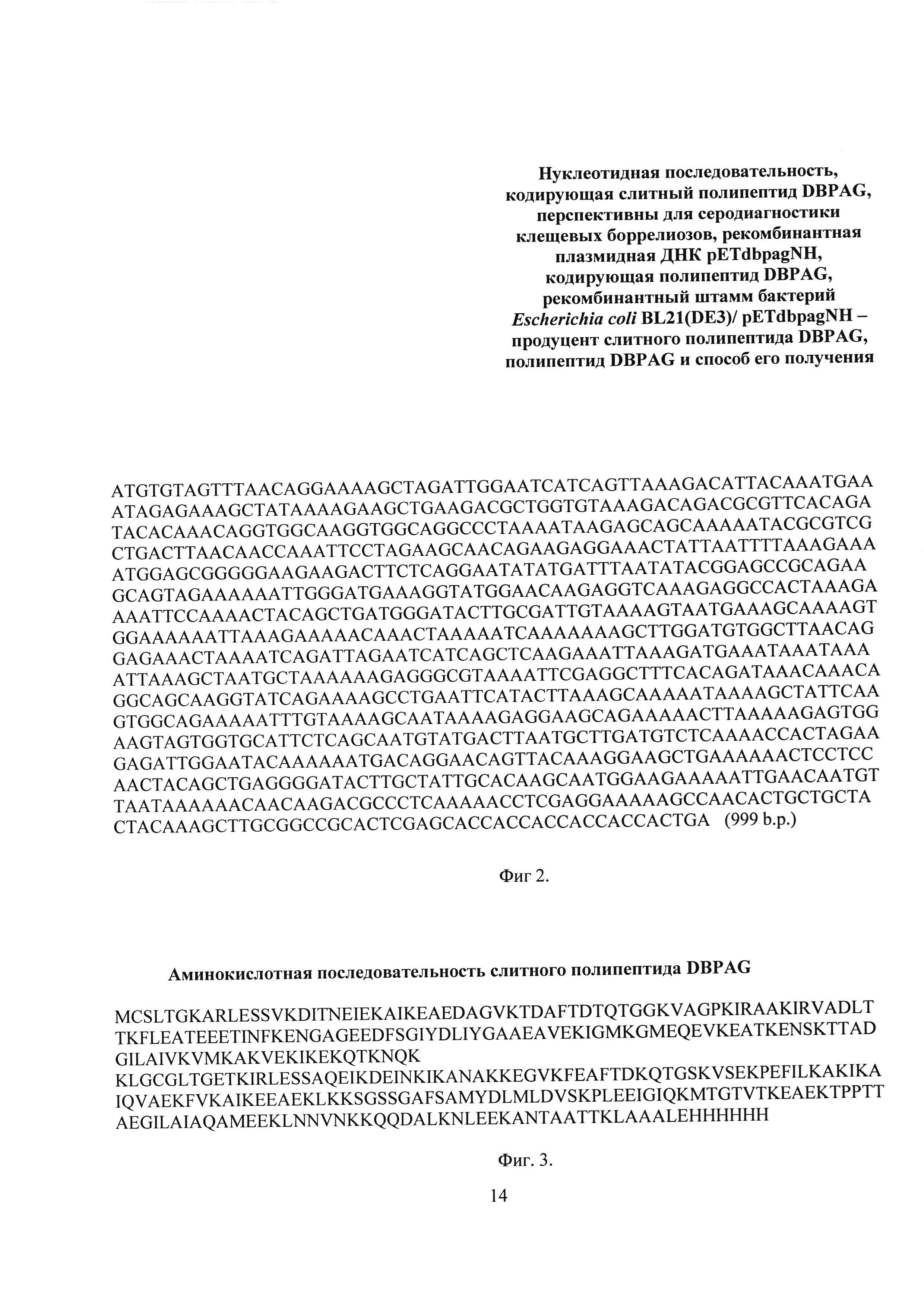 Нуклеотидная последовательность, кодирующая полипептид DBPAG, перспективный для серодиагностики клещевого боррелиоза, рекомбинантная плазмидная ДНК pETdbpagNH, кодирующая слитный полипептид DBPAG, рекомбинантный штамм бактерий Escherichia coli BL21(DE3)/ pETdbpagNH - продуцент полипептида DBPAG, полипептид DBPAG и способ его получения