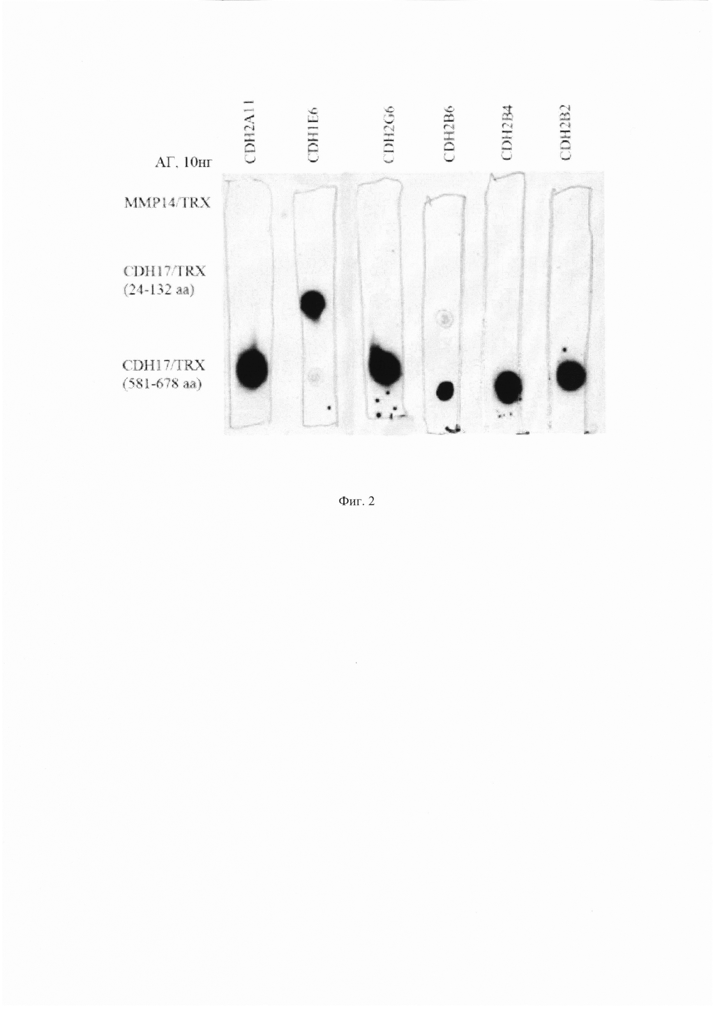 Вариабельные домены лёгкой и тяжёлой цепи мышиного моноклонального антитела против кадгерина-17 человека, антигенсвязывающий фрагмент (Fab) против кадгерина-17 человека, содержащий указанные домены