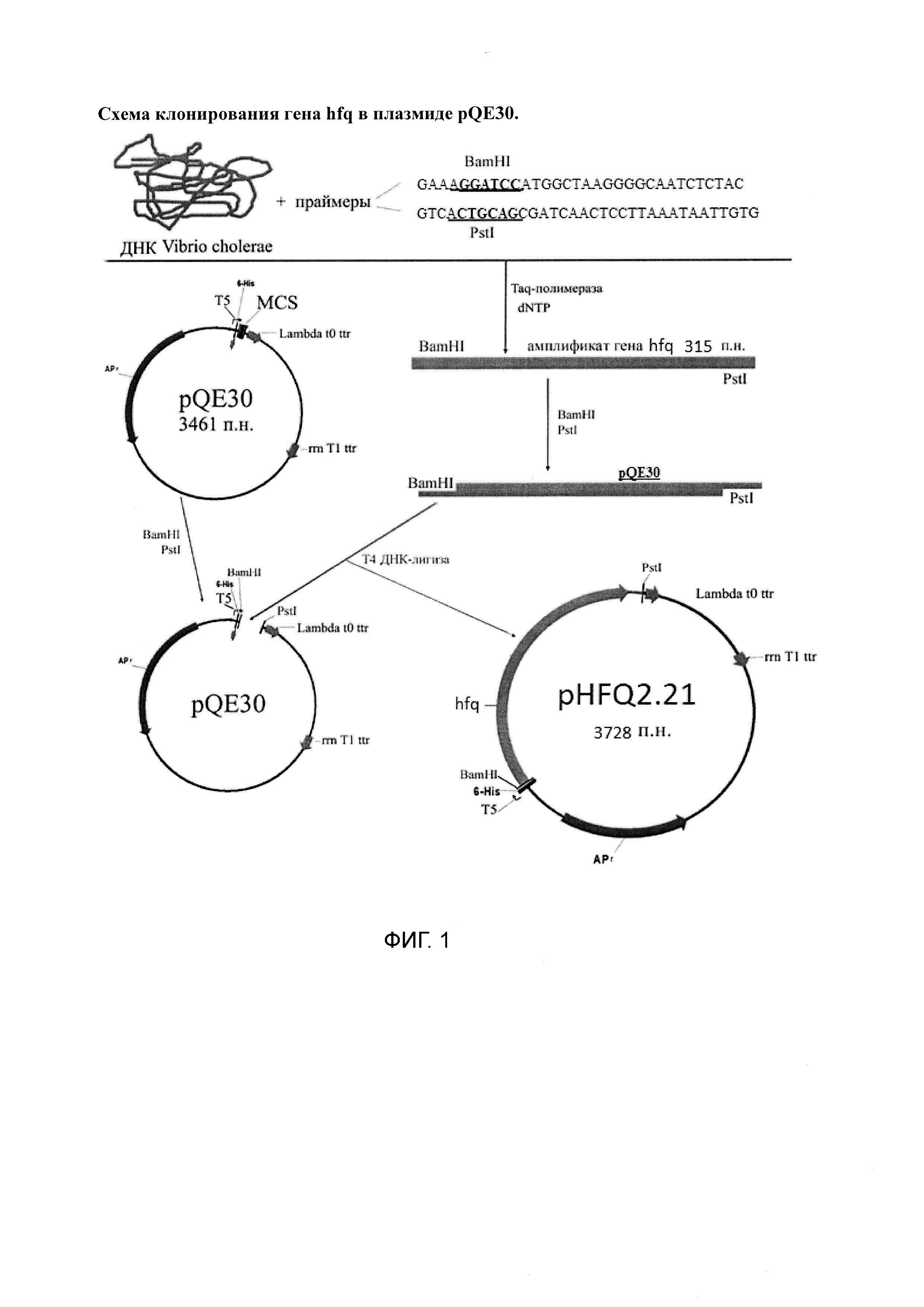 Рекомбинантная плазмида, экспрессирующая клонированный ген шаперона HFQ Vibrio cholerae, и штамм Escherichia coli - суперпродуцент шаперона HFQ Vibrio cholerae