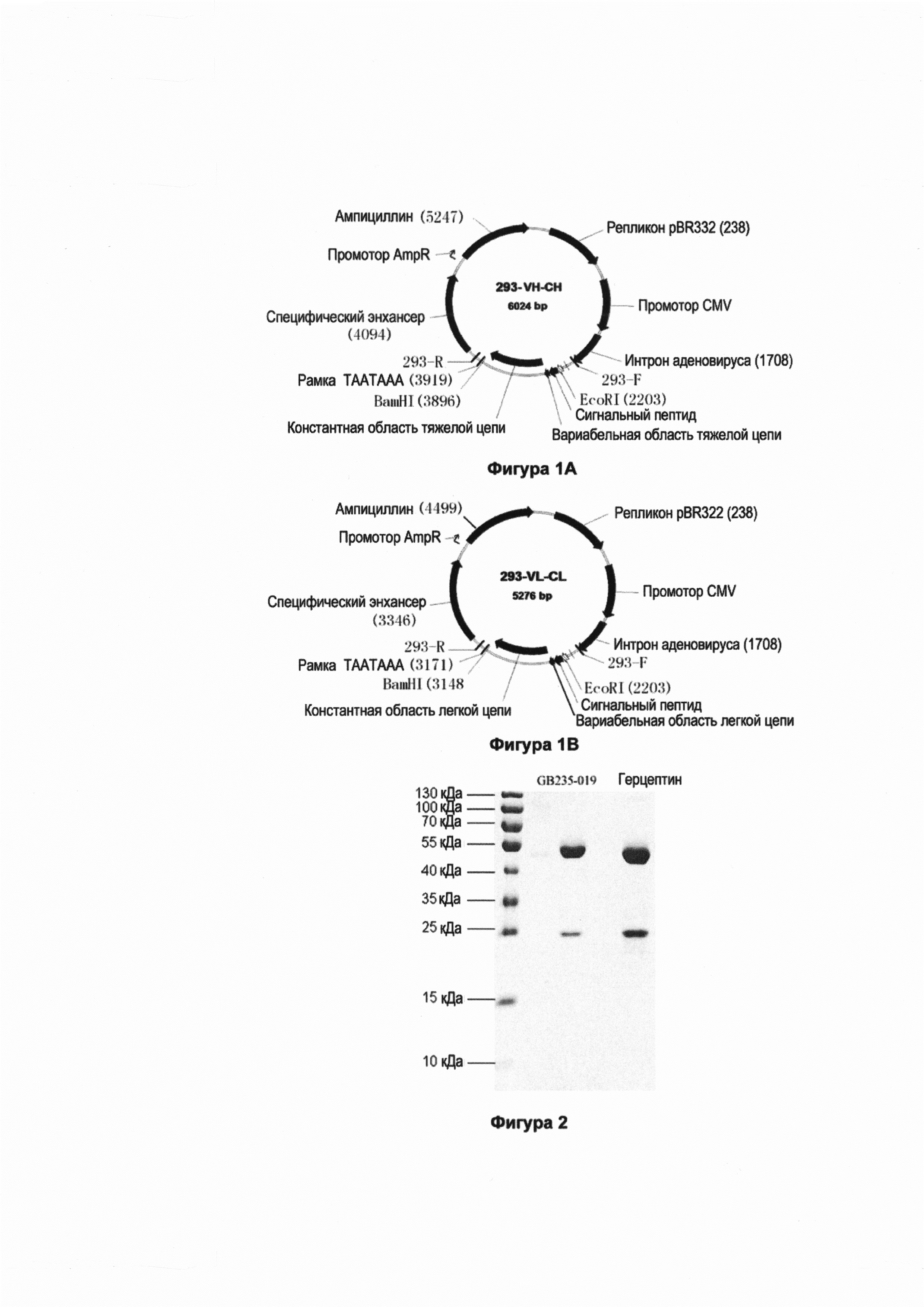 Мутантное полностью гуманизированное антитело против HER2 и кодирующий ген и их применение