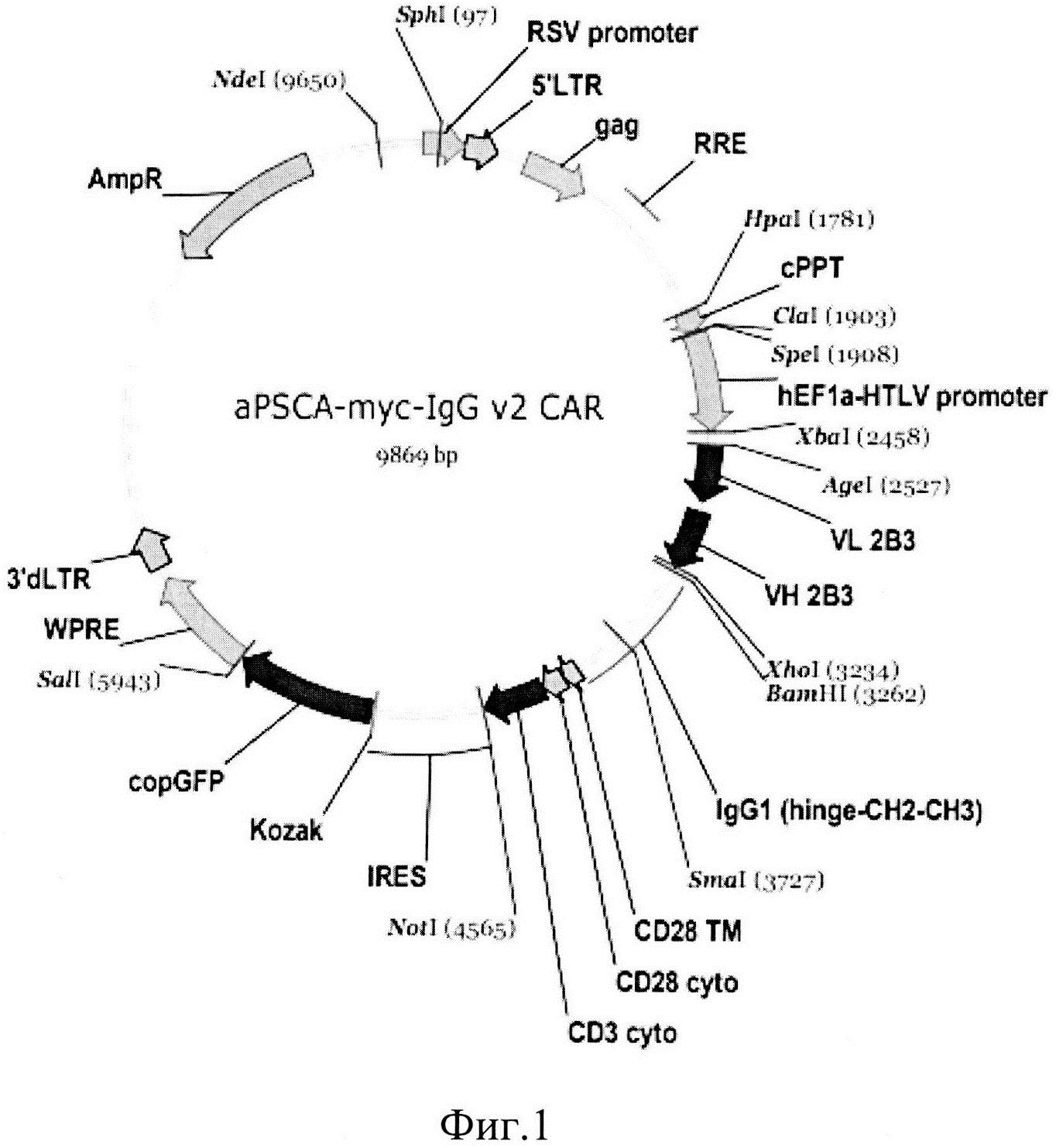 Клеточная линия PSCA-CAR-YT, обладающая поверхностной экспрессией химерных антигенных рецепторов и проявляющая цитотоксическую активность по отношению к PSCA-позитивным раковым клеткам человека
