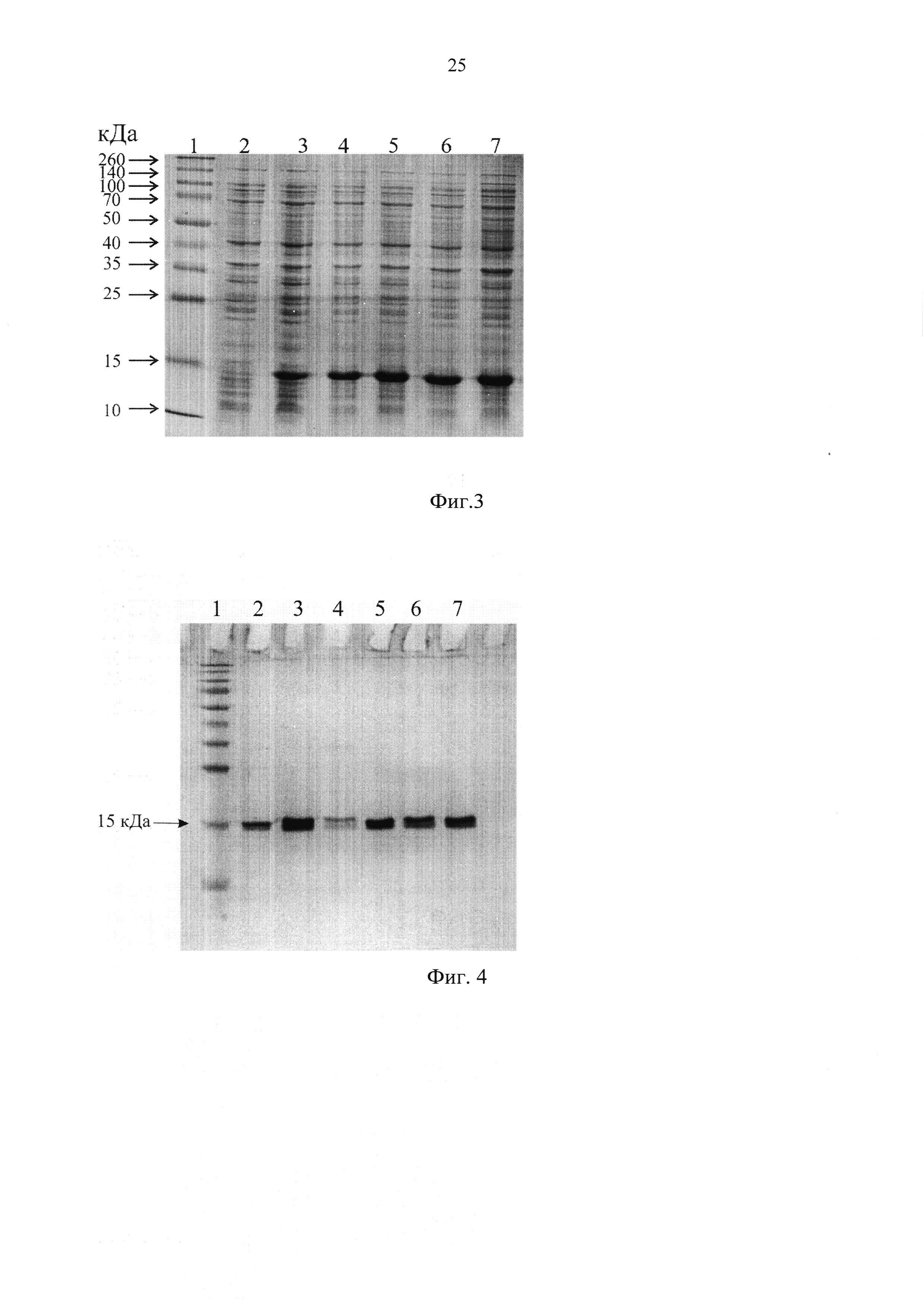 Рекомбинантная плазмидная ДНК pET-15b_T3_RL, обеспечивающая синтез рекомбинантного слитого белка, состоящего из опухоль-специфического пептида и противоопухолевого пептида RL2, и рекомбинантный слитый белок, обладающий противоопухолевой активностью по отношению к раку молочной железы человека