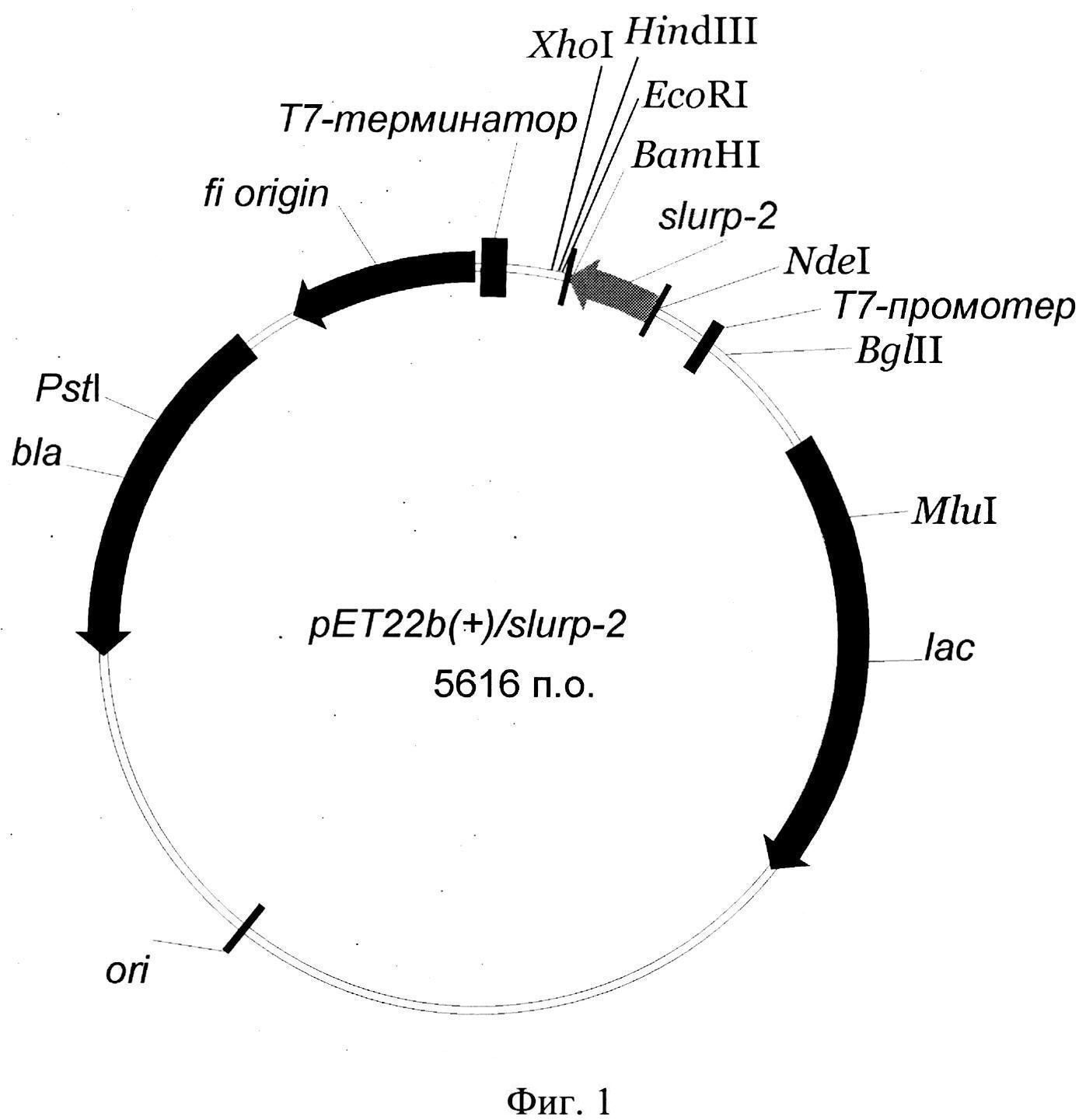 РЕКОМБИНАНТНАЯ ПЛАЗМИДНАЯ ДНК pET22b(+)/slurp-2, КОДИРУЮЩАЯ БЕЛОК SLURP-2, И ШТАММ БАКТЕРИЙ Escherichia coli BL21(DE3) pET22b(+)/slurp-2- ПРОДУЦЕНТ БЕЛКА SLURP-2 ЧЕЛОВЕКА