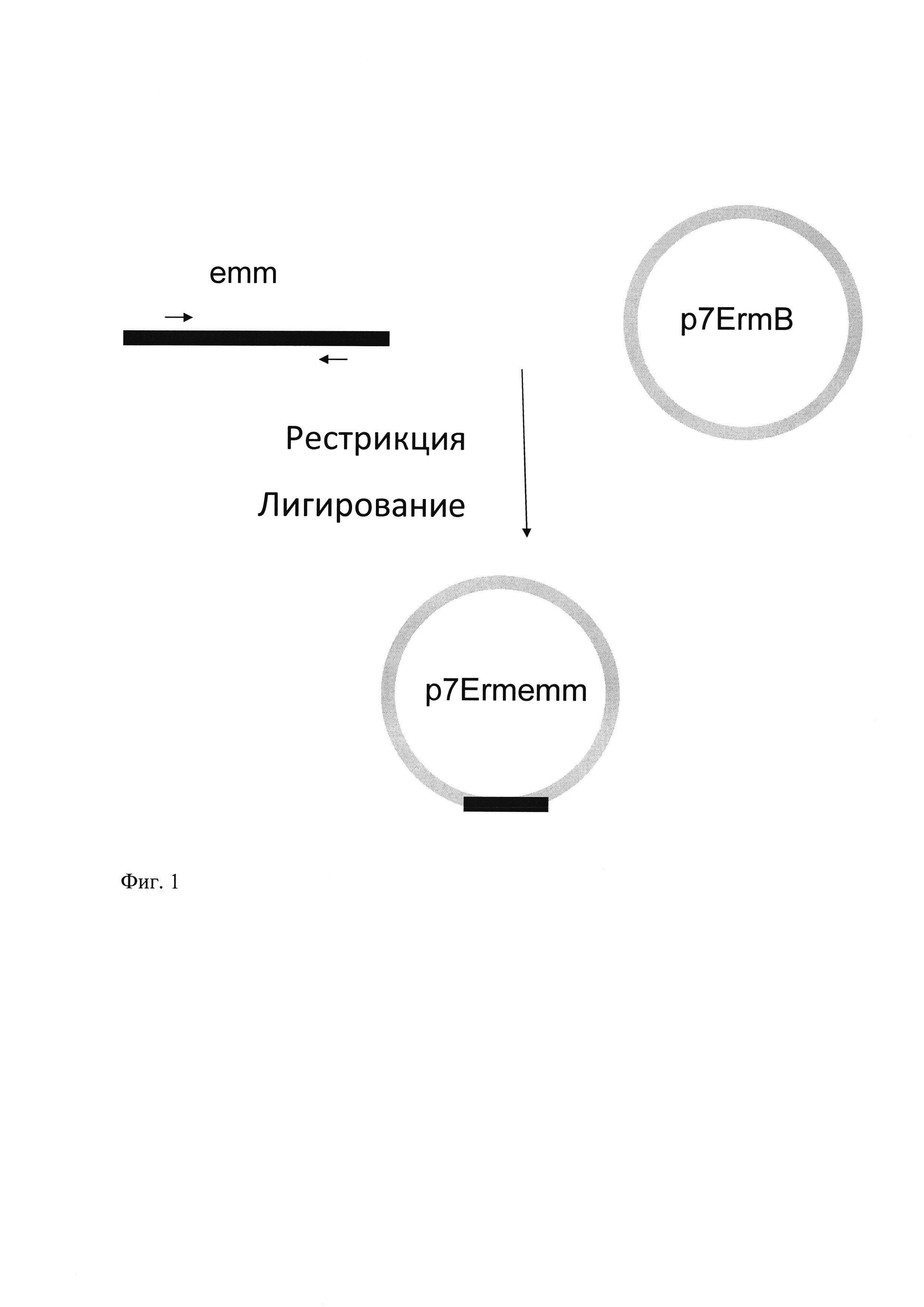 Рекомбинантный штамм Streptococcus pyogenes (pT7ErmEMM) - ингибитор опухолевого роста