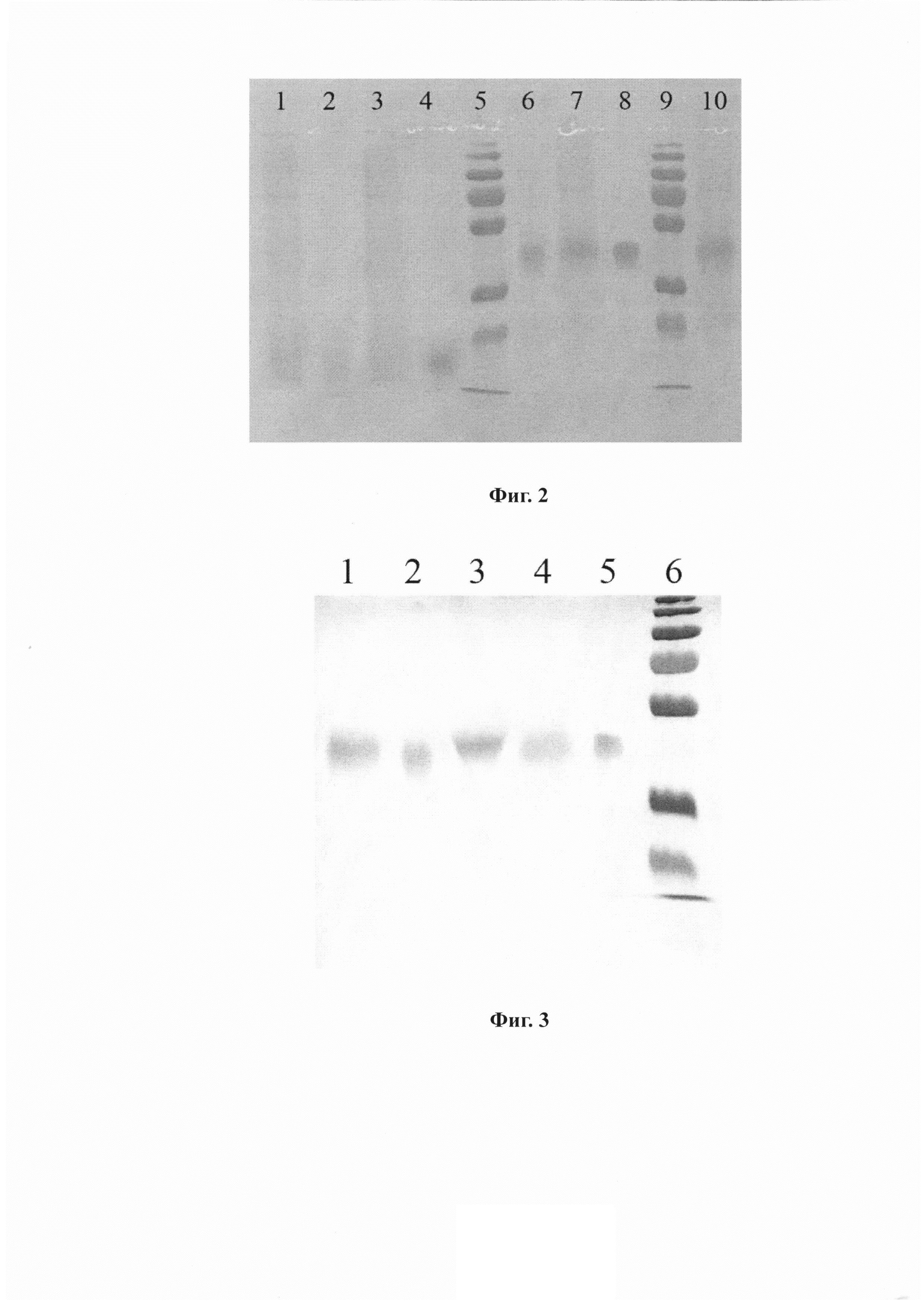 Клеточная линия huFSHKKc6 - продуцент рекомбинантного человеческого фолликулостимулирующего гормона (ФСГ) и способ получения ФСГ с использованием данной линии